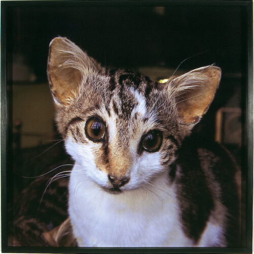 HOR_67:00_KittyCat1